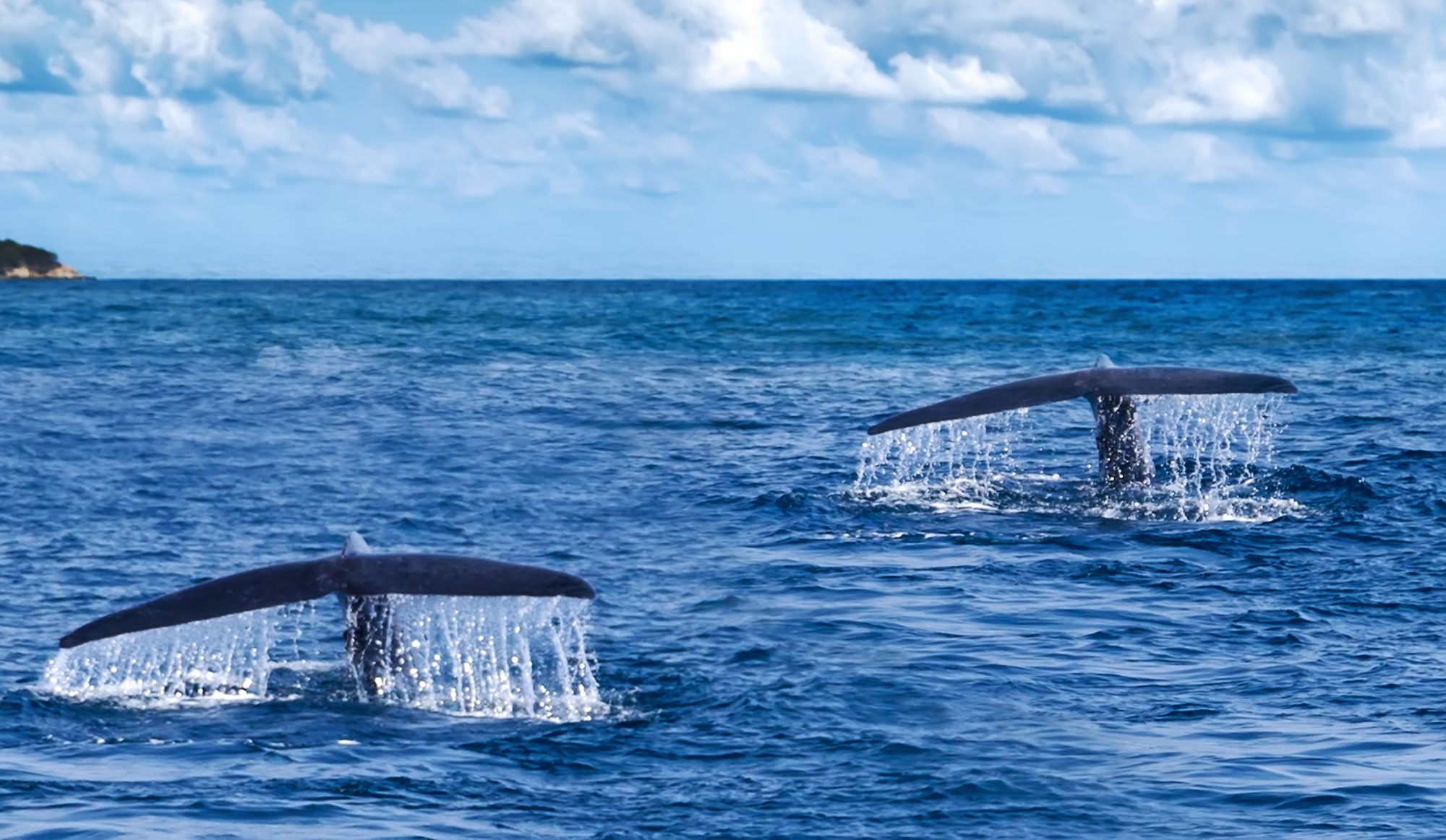 Channel Islands Whale Watching Charter Boat Trips